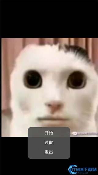 亲吻猫咪猫猫惊魂